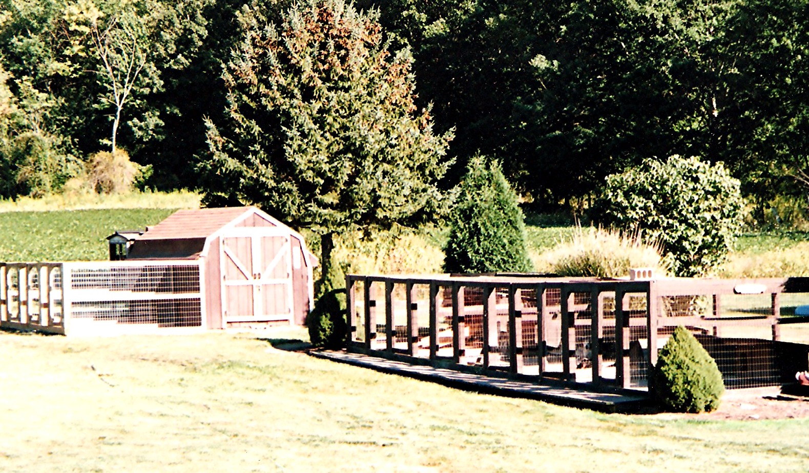 Alamo Creek Kennel Yellow Creek Hunting Beagles Kennel News